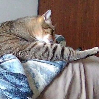 @Preciouswhiskers is a good boy fluffy he❤️s
ekekek🐦&🐿
baking🍞
#adoptdontshop 🐾🐾