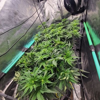 Lover of AC Infinity, Lotus, StashBlend, Recharge. Alternate Medicine, Legal State, No Sales, FEPO NFSOT, rearing the plant we know and love. Keep 'em squat.