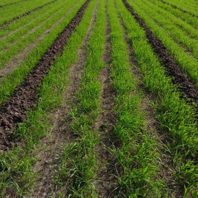 ChotliyaK478's profile picture. 