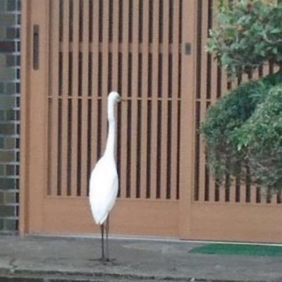 miyakkohaha's profile picture. 