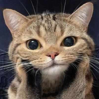 inunekoinuuuu's profile picture. 