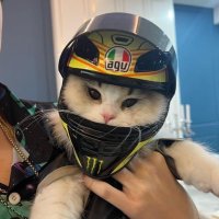 ˖°.𓆩 ella 𓆪 .°˖ (@waffleellax) 's Twitter Profile Photo