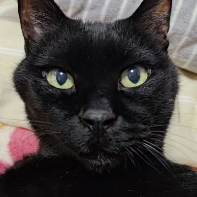 全手動ねこちゃんリツイートbot
https://t.co/trRdshGNjD
https://t.co/BdSBEsXvQL