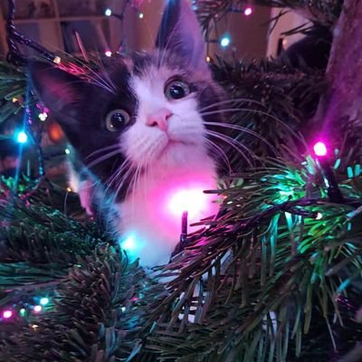 ChristianeSaig1's profile picture. compte personnel