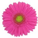 lilly kosova - @LillyKosova - Twitter