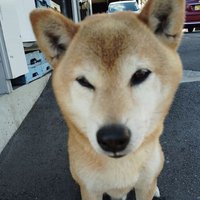 たーくん (@ezjg8q78ygugdil) 's Twitter Profile Photo