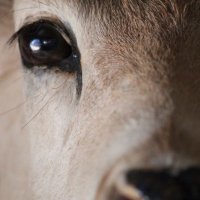 karagazella (@karagazella) Twitter profile photo