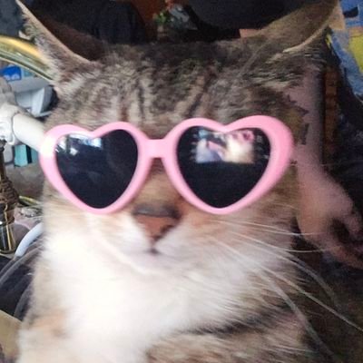 zugmender's profile picture. WoW/Pokemon Go Player, Deep in the sol trenches, ex roadie