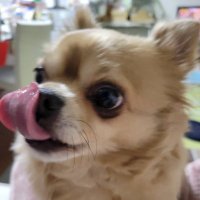 まちゅこ (@shalol1x) 's Twitter Profile