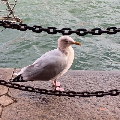 jomonjinnoguchi's profile picture. 2024-2025🇬🇧帰国済み/Museum Studies/考古学/Curator イギリス留学アカだったけど博物館アカに変身中