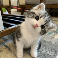 peytieope (@fatealleah) 's Twitter Profile