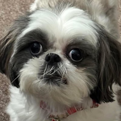 Wife, Mom ❣️🐶 Mom to Rosie❣️#FibroPainWarrior❣️#BeKind❣️ #GratefulThankfulBlessed💙 #NeverTrumper💙 🚫🚫NO DM’s🚫🚫