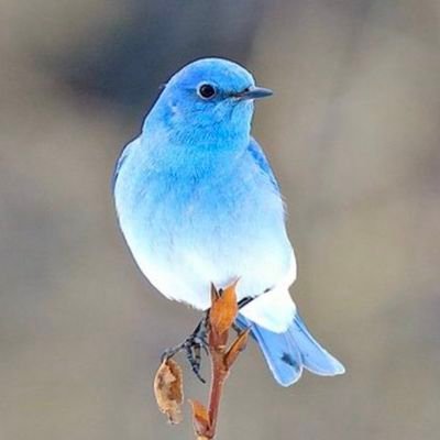 bluebir3511924's profile picture. 