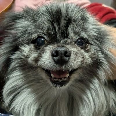 caluamelk's profile picture. カルアミルクです！ドールやアニメが好きなのでよろしくね！無言フォローご容赦ください。