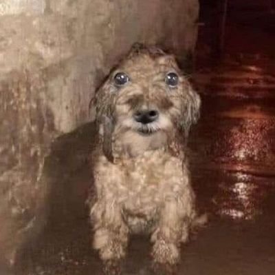 choricerosexy's profile picture. patria y charly garcia ☕️