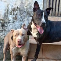 ANDRE SANTOS ANDRE (@andrelu41864163) 's Twitter Profile