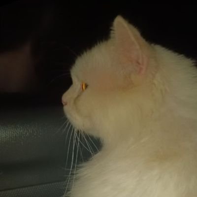 Arnak229's profile picture. 