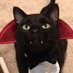 romy 🍿 the bear & iwtv brainrot (@delioncat) Twitter profile photo romy 🍿 the bear & iwtv brainrot (@delioncat) Twitter profile photo