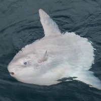lyu (@fogsli) 's Twitter Profile