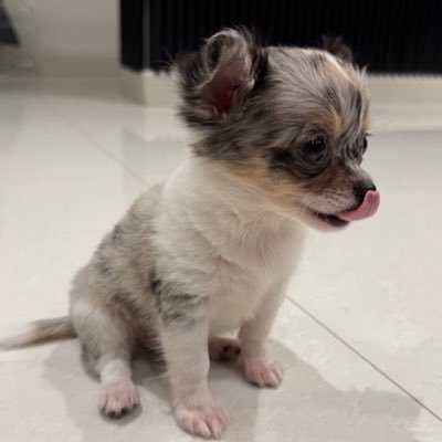 🐶-Cuenta en donde solo verás info de Olivia //cuenta inspirada en: Rivers Updates