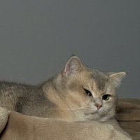 anhuai (@anhuailsr) 's Twitter Profile