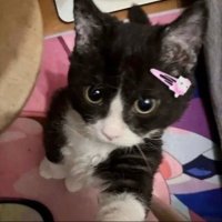 ね (@nekomyaaong) 's Twitter Profile