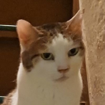 kaeshikaji's profile picture. Against imperialism, zionism, eugenics, nationalism, colonialism, &ethnic cleansing. Abolish the monarchy. 瓦礫焼却避難。anti-ablism Stand w/ ppl in 🇵🇸
anti US-led🌍