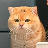 faay (@ambisiious) 's Twitter Profile Photo