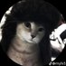 Maher (@maher_likes_cat) Twitter profile photo Maher (@maher_likes_cat) Twitter profile photo