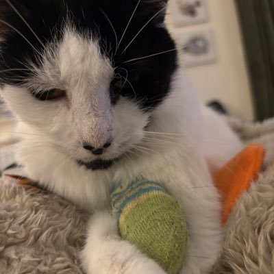 Pickle 🤍🖤 Finlay 🧡🤍 & 🌈Skweek 🤎🤍 #SSCC🌈10.10.21💔Always Bettys 🧡 Boy 🌈😿@kerrylalameow Bubble 🤎🌈25.1.17 😿 #AdoptDontshop