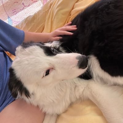 Yoson Chowさんのプロフィール画像