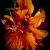 LAETARE (@xlaetare) Twitter profile photo LAETARE (@xlaetare) Twitter profile photo