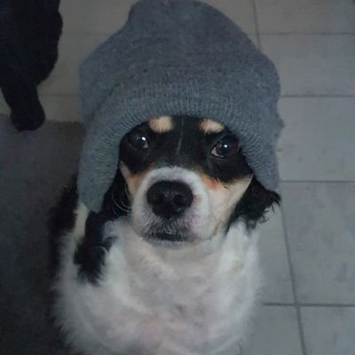 walshie75's profile picture. 