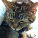 Denise Roy - @roys_R_us - Twitter