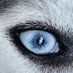 MYeyesOnly (@45_eyesonly) Twitter profile photo MYeyesOnly (@45_eyesonly) Twitter profile photo