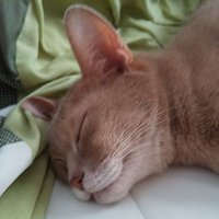 いわき (@swingbye1) Twitter profile photo