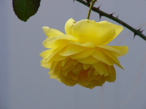 rosesansthorns's profile picture. #brooklyn #BLM #DACA #gunreform #vote #humanrights #gopfail 💚🦅💚 #flyeaglesfly #bleedgreen