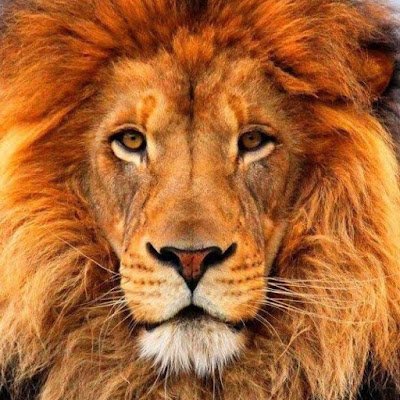 holck_ivan30310's profile picture. 