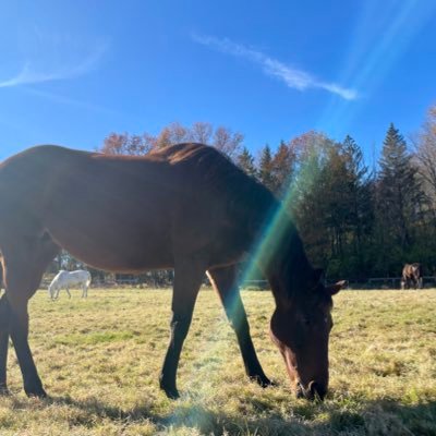 Everyhorseinc's profile picture. Every Horse Counts is committed to finding the best long-term homes for retired and at-risk racehorses. We are a 501(c)3 certified non-profit.
