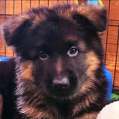 safehavenfarm24's profile picture. 