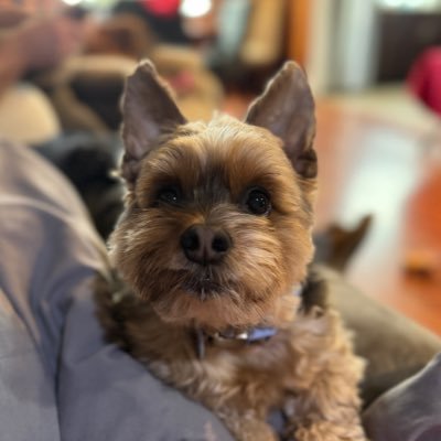 PiperNadorff's profile picture. 