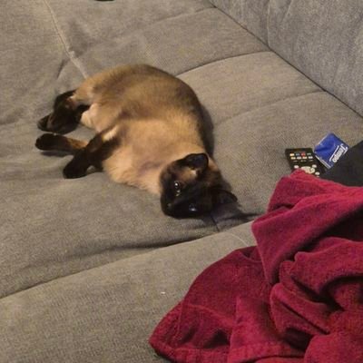 Wespe1982's profile picture. 