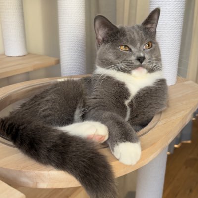 ragchar_harukun's profile picture. ラグドール×シャルトリュー￤男の子￤🎂2024.03￤🏠2024.05￤ハルの成長日記￤猫初心者￤アドバイス嬉しいです！￤#猫のいる暮らし ￤#猫好きさんと繋がりたい ￤無断転載🆖