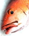 Pour touts passionnées de la peche en mer