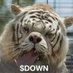 Kenny the Down Tiger (@downtigerkenny) Twitter profile photo Kenny the Down Tiger (@downtigerkenny) Twitter profile photo