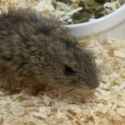 mameeeeen22's profile picture. 熊猫堂 キャス推しです