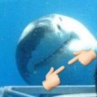 Kaito🦦 (@amblonyxcnrs) 's Twitter Profile