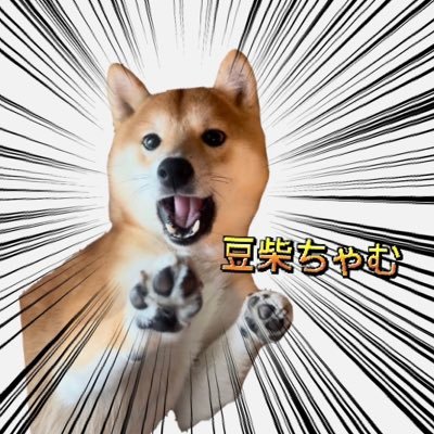 豆柴のちゃむ♂