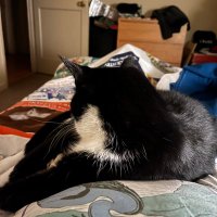chachalingo (@chachalingo) 's Twitter Profile