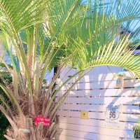 L ocal🌴 (@j58972z2mcqkoz4) 's Twitter Profile